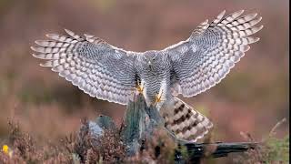 Sparrowhawk in flight [upl. by Esyahc]