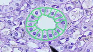 Epithelial Tissue Identification Video [upl. by Hazlip]