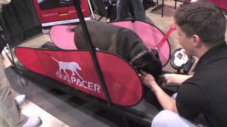 dogPACER dog Treadmill  all dogs LOVE it [upl. by Aihtibat911]