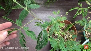 Sparks of Science Meet the Moving Plant Mimosa Pudica [upl. by Daggett]