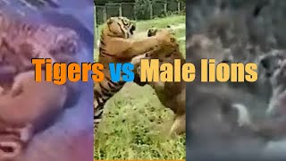 Male lions vs Tigers Ultimate Defeats Compilation 2022 HD real interactions 🦁vs 🐯 Recommended [upl. by Enaitsirk888]