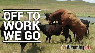 Putting Bulls In With The Cows on the Ranch [upl. by Filomena]