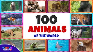 100 Animals of the World  Learning the Different Names and Sounds of the Animal Kingdom [upl. by Alilahk552]