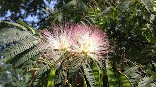 How to Harvest Mimosa Seeds [upl. by Gustie253]