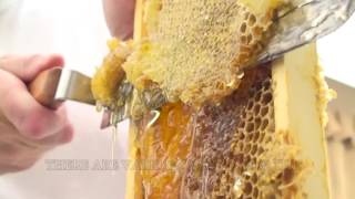 How To Extract Honey From A Bee Hive Beginners Guide [upl. by Niac]