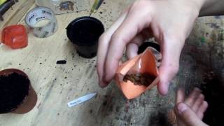 Planting Mimosa tree seeds [upl. by Aytida]