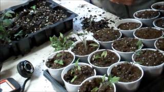 TRANSPLANTING SEEDLINGS INTO SOLO CUPS BULK METHOD [upl. by Dnomsad]