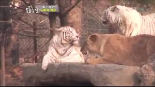 White Tiger vs African Lions Fight [upl. by Evannia206]