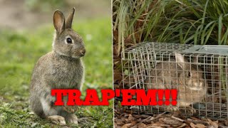 How To Trap Rabbits [upl. by Halsey482]