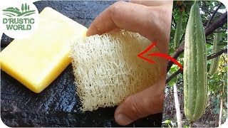 How to Make Loofah Sponge at Home [upl. by Riobard]