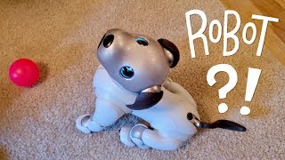 Our New Dog AIBO Pet Replacement Robot [upl. by Arodasi375]