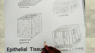 how to draw epithelial tissues [upl. by Adidnac]