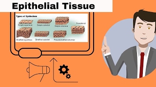 Epithelial Tissue for beginners [upl. by Arimlede]