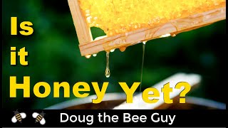 When to Harvest Your Honey for Beginning Beekeepers [upl. by Enneiluj]