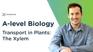 Transport in Plants The Xylem  Alevel Biology  OCR AQA Edexcel [upl. by Aralomo]