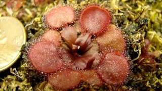 Drosera falconeri Petiolaris Sundew [upl. by Coit]