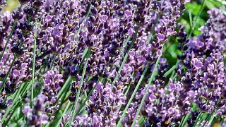 How To Harvest And Dry Lavender [upl. by Schoof]