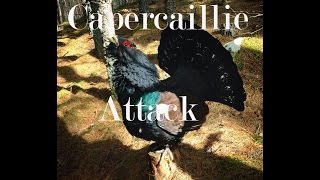 Capercaillie Attack [upl. by Odravde790]