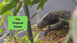 Tour of the Brand New Tropical House at Marwell Zoo [upl. by Arakawa906]