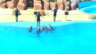 Delfin Show Barcelona Marineland [upl. by Kcira]