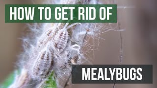 How to Get Rid of Mealybugs 4 Easy Steps [upl. by Fayola]