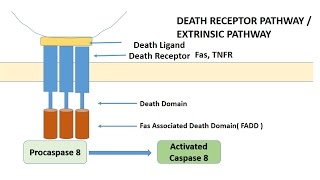 APOPTOSIS PART 1 Definition Causes amp MechanismPathways [upl. by Edmanda259]