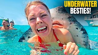 Top 8 Friendliest Marine Animals [upl. by Euhc]