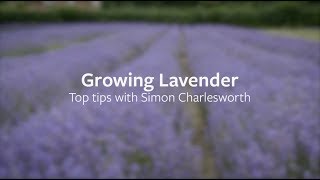 How to grow Lavender  Grow at Home  RHS [upl. by Rois]