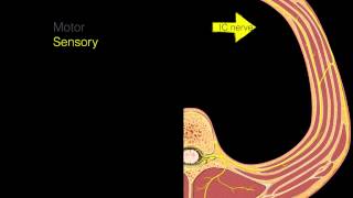 Intercostal nerves [upl. by Angi]