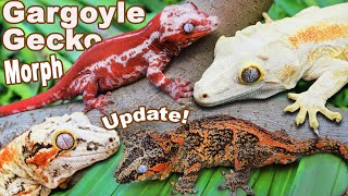 Gargoyle Gecko Morphs Explained [upl. by Douglas80]