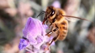 How bees turn nectar into honey [upl. by Ahter]