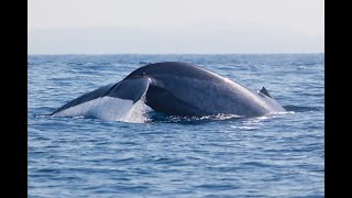 Mirissa Whale Watching [upl. by Ainafetse]