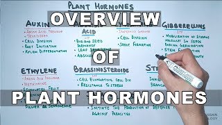 Plant Hormones  Types and Functions [upl. by Spiros]