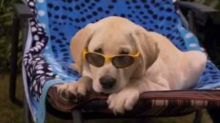 Marley and Me The Puppy Years Official Trailer [upl. by Burlie]