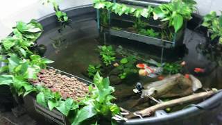 300 Gallon Indoor Pond Project  FAQs Answered [upl. by Kitti]