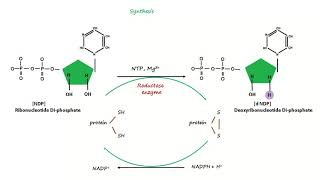 Deoxyribonucleotide Synthesis [upl. by Abeh65]