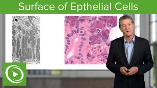 Epithelial Cells Surface amp Infoldings – Histology  Lecturio [upl. by Nnyltak]