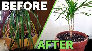 Houseplant Care Bring Your Houseplant Back to Life [upl. by Novej]