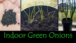 Growing Green Onions Indoors [upl. by Berkie689]