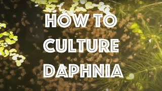 How To Culture Daphnia Magna [upl. by Eihtak68]