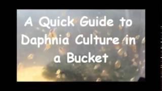 How to culture daphnia outside [upl. by Feetal]