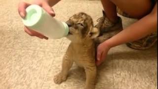 lion cub feeding [upl. by Foah]