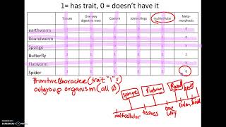 325 AP18 How to make a Cladogram [upl. by Ulphiah]