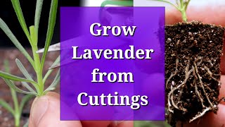 Grow Lavender from Cuttings [upl. by Timofei63]