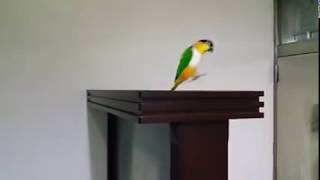 Caique parrot jumping [upl. by Inalaehon]