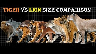 Tiger VS Lion Size Comparison  Lion VS Tiger Size Comparison LiViNG And EXTiNCT [upl. by Asoramla494]