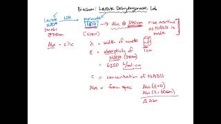 Calculating LDH activity  BIOL307 [upl. by Shama138]