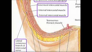 Details of the Intercostal Arteries and Nerves [upl. by Normy]