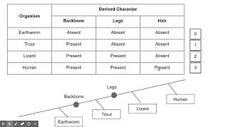 How to Create a Cladogram [upl. by Suriaj887]