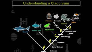 Cladogram Practice [upl. by Eidnyl]